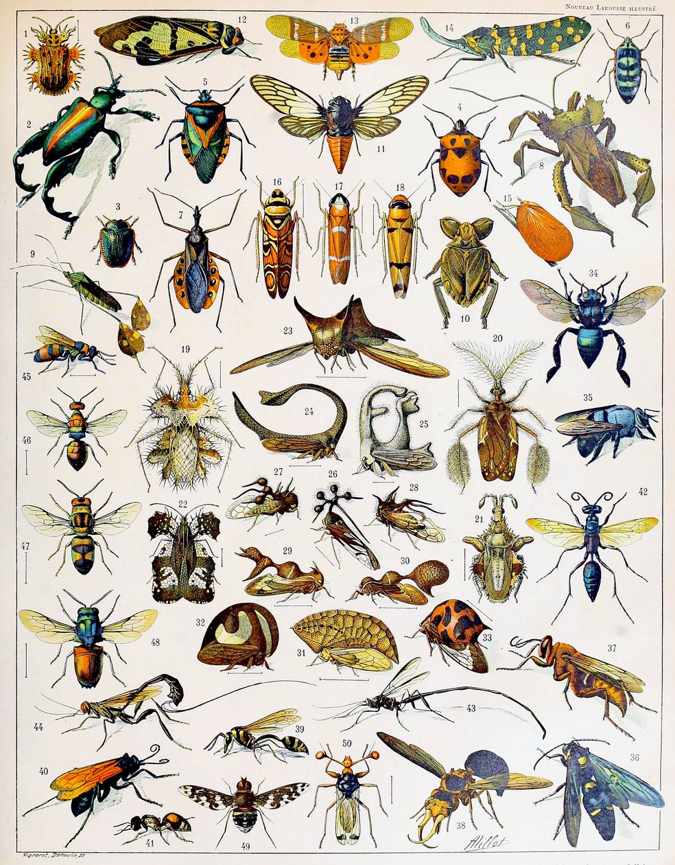 Illustrazione di insetti c.1923 da Adolphe Philippe Millot