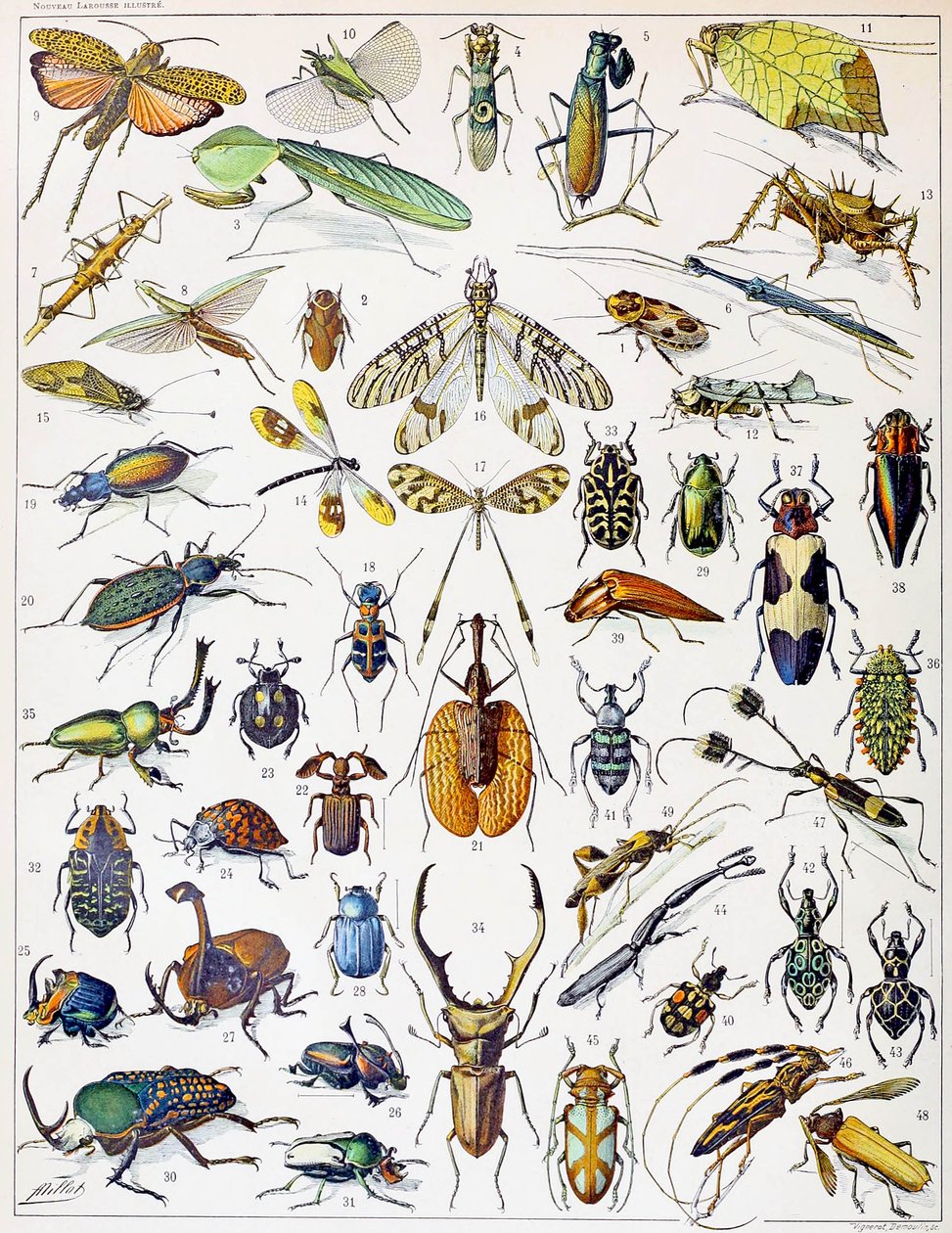 Illustrazione di insetti c.1923 da Adolphe Philippe Millot