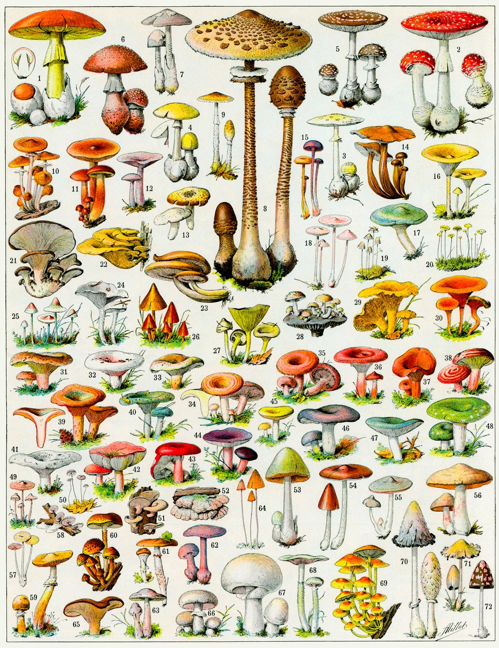 Illustrazione di funghi c.1923 da Adolphe Philippe Millot