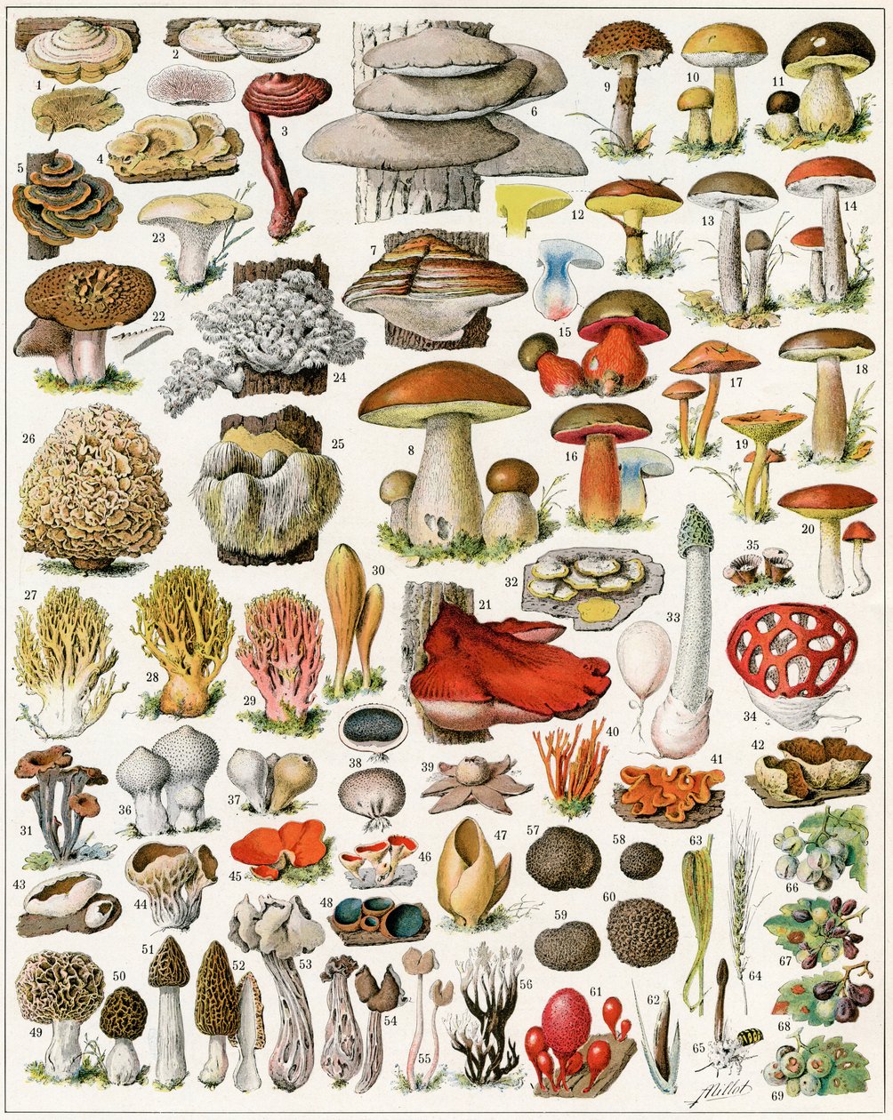 Illustrazione di funghi c.1923 da Adolphe Philippe Millot