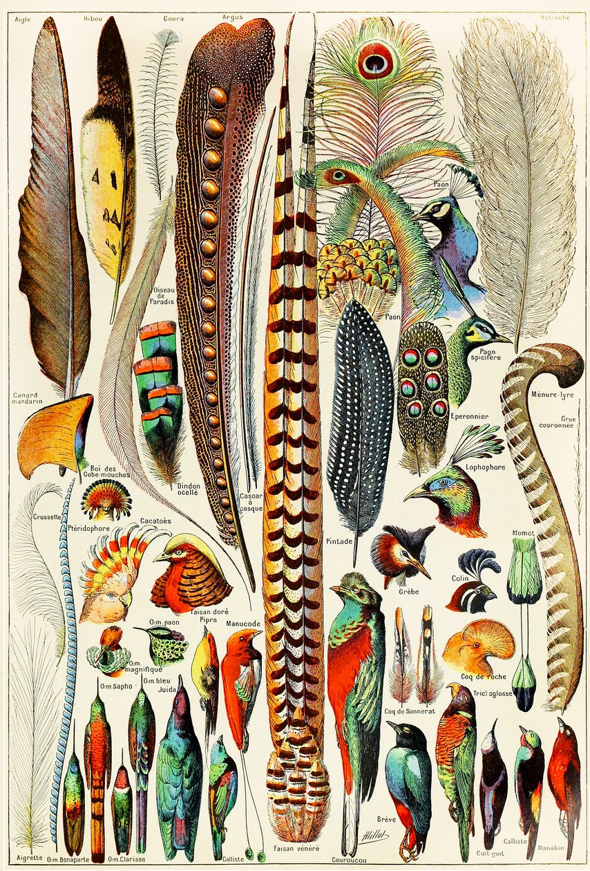 Illustrazione di piume e uccelli c.1923 da Adolphe Philippe Millot