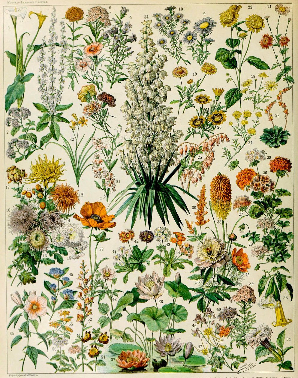 Illustrazione di piante da fiore c.1923 da Adolphe Philippe Millot