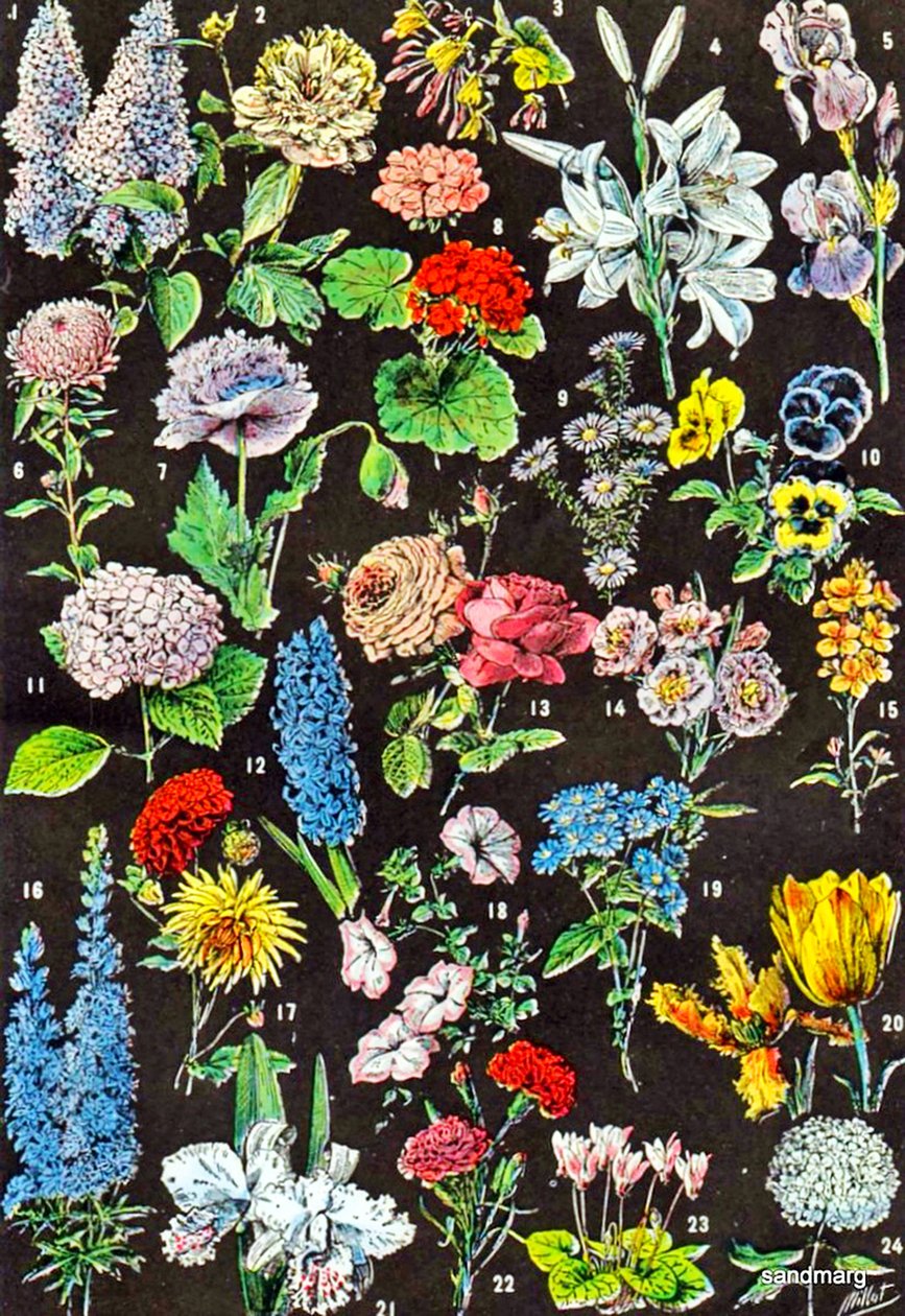 Illustrazione di fiori da giardino c.1923 da Adolphe Philippe Millot