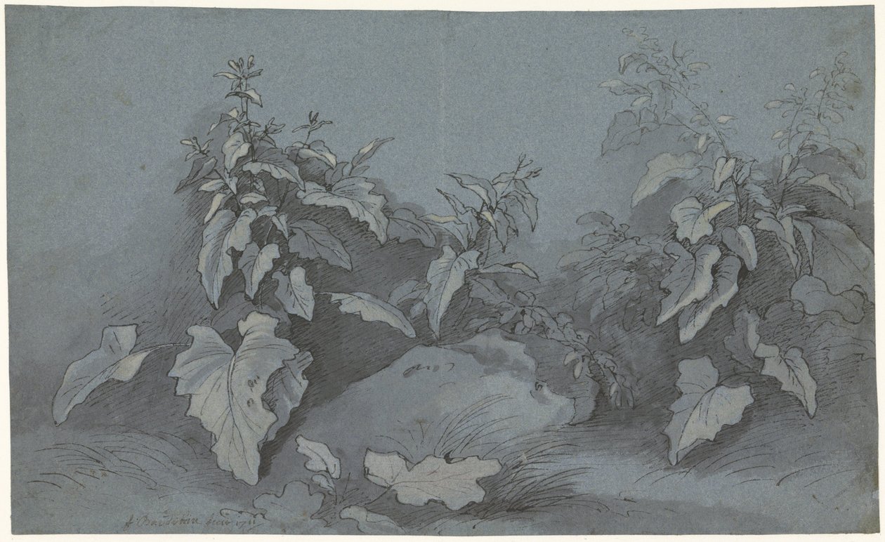 Studio di piante da Adriaan Boudewyns