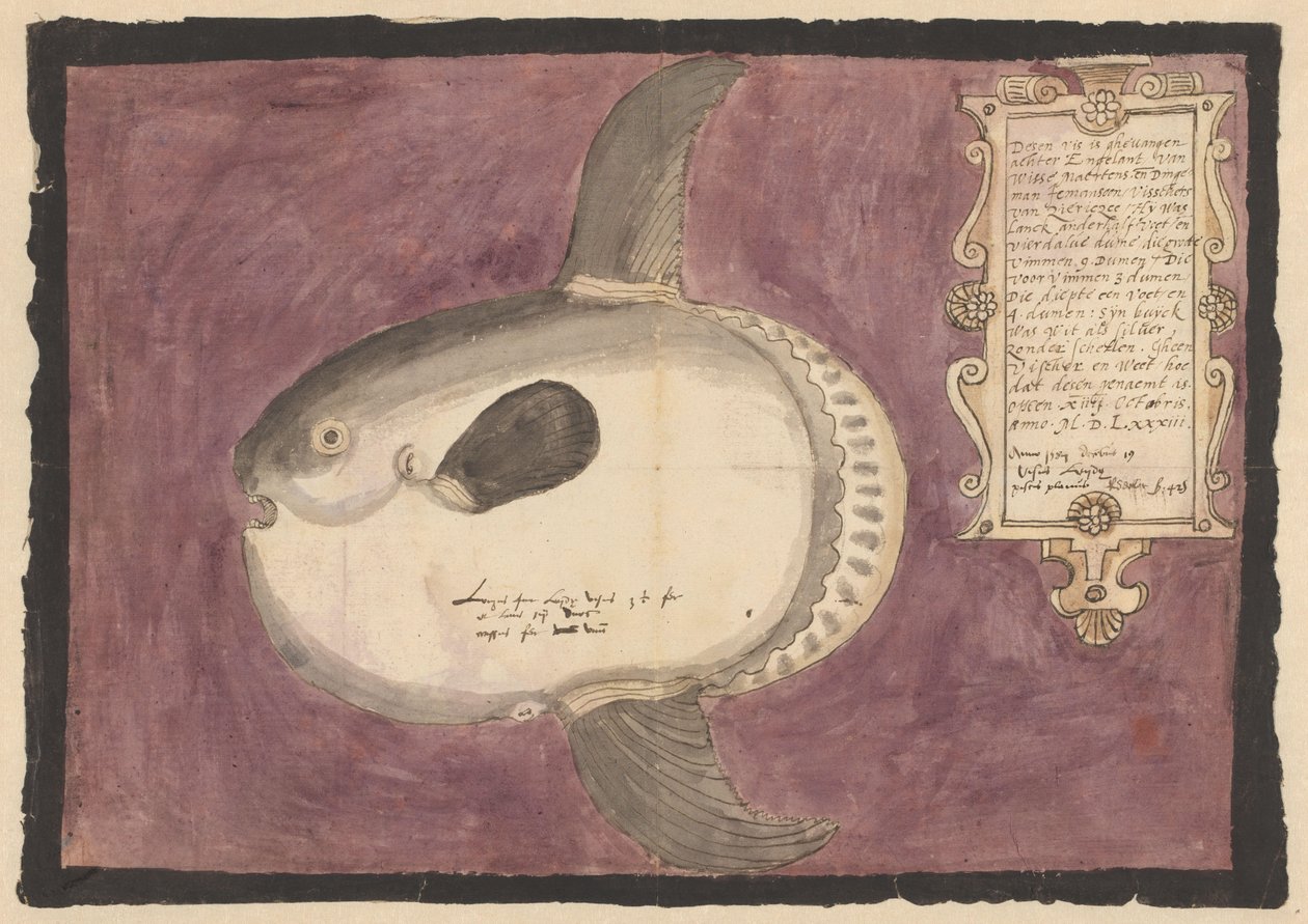 Pesce luna (Mola mola) da Adriaen Coenen
