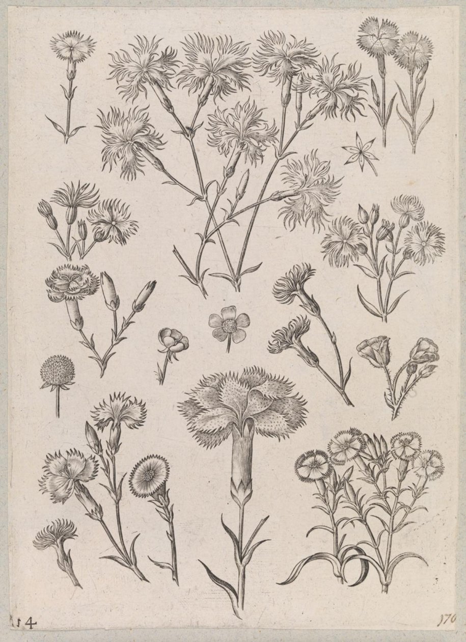 Garofano da Adriaen Collaert