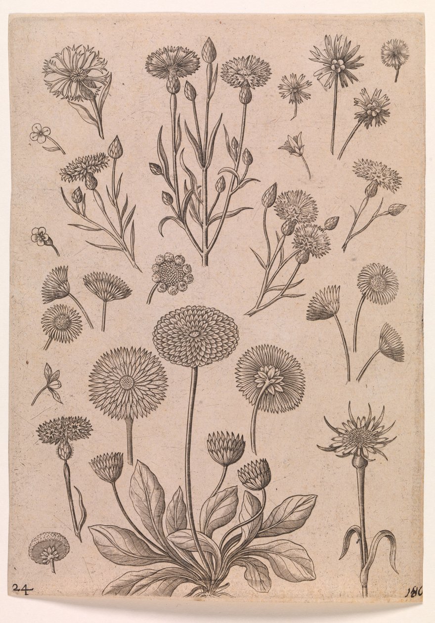 Fiordalisi da Adriaen Collaert