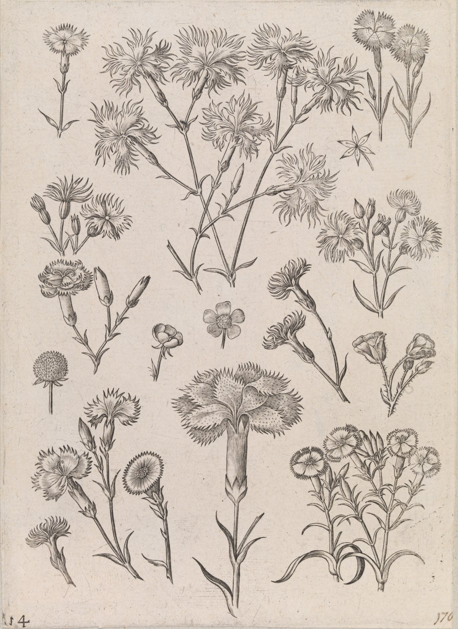 Narcisi da Adriaen Collaert