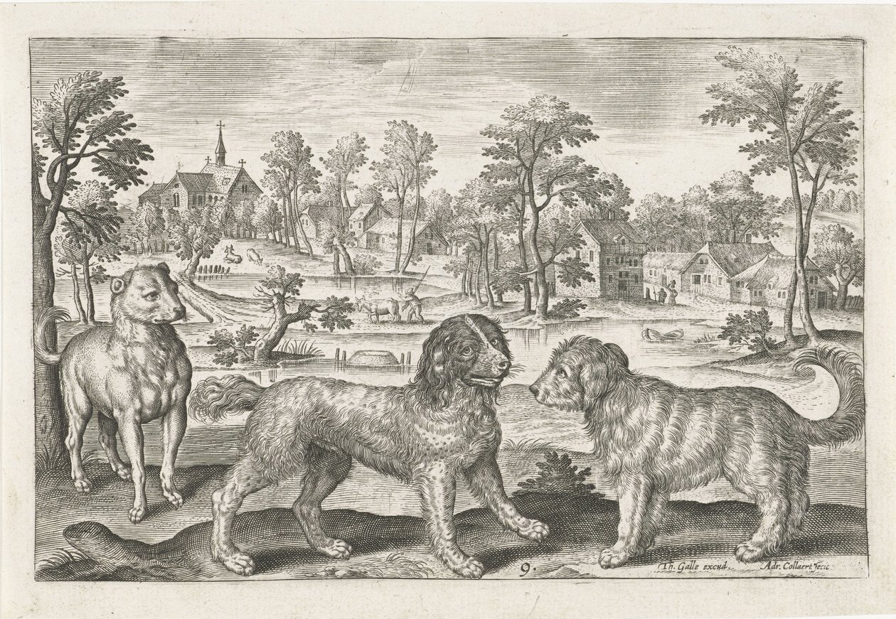 Cani da Adriaen Collaert