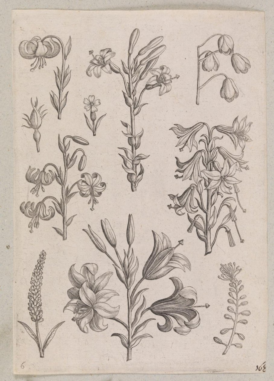 Gigli da Adriaen Collaert