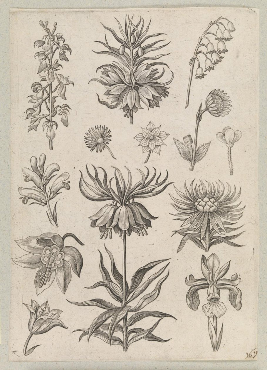 Mughetto da Adriaen Collaert