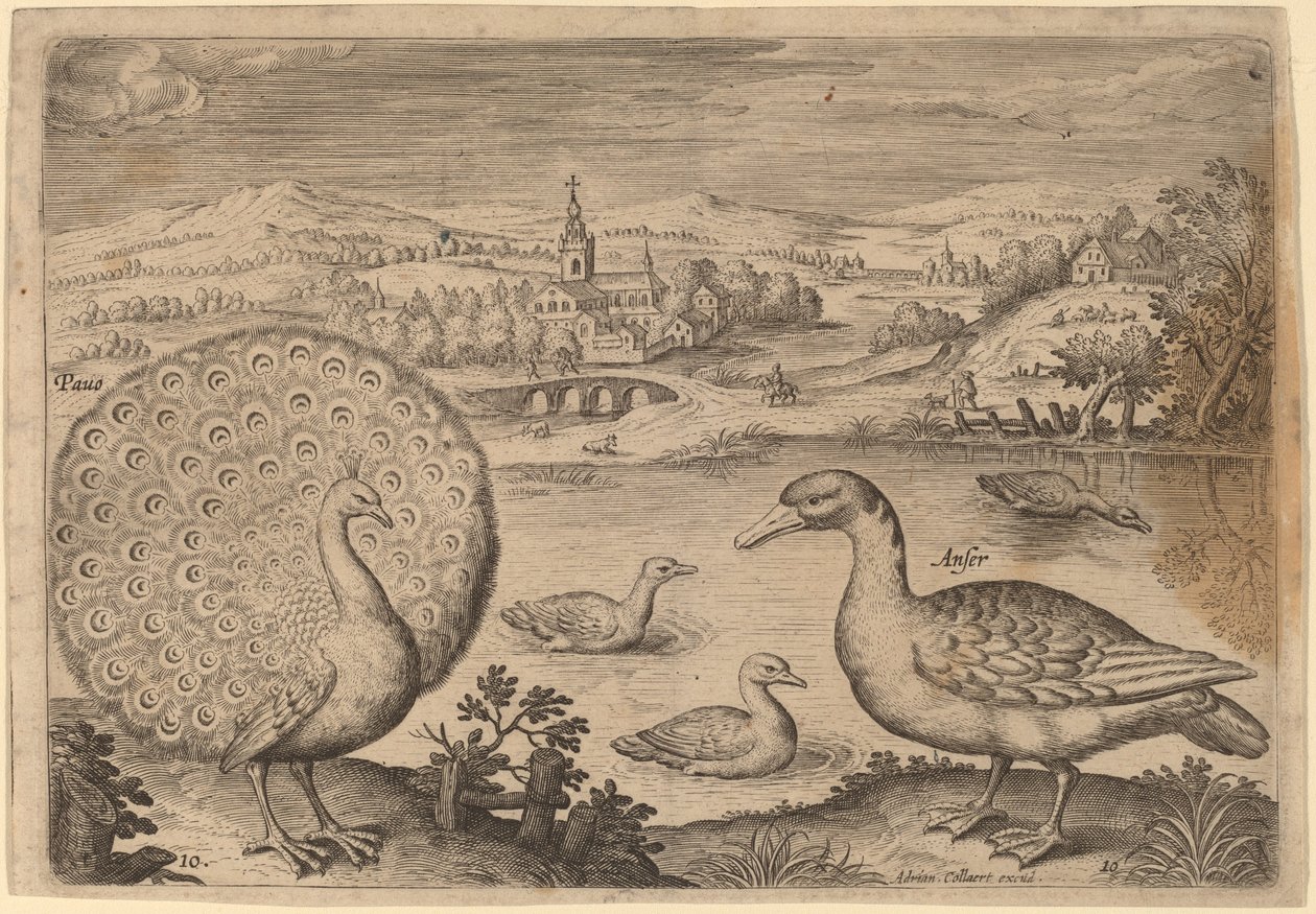 Pavone e oca da Adriaen Collaert