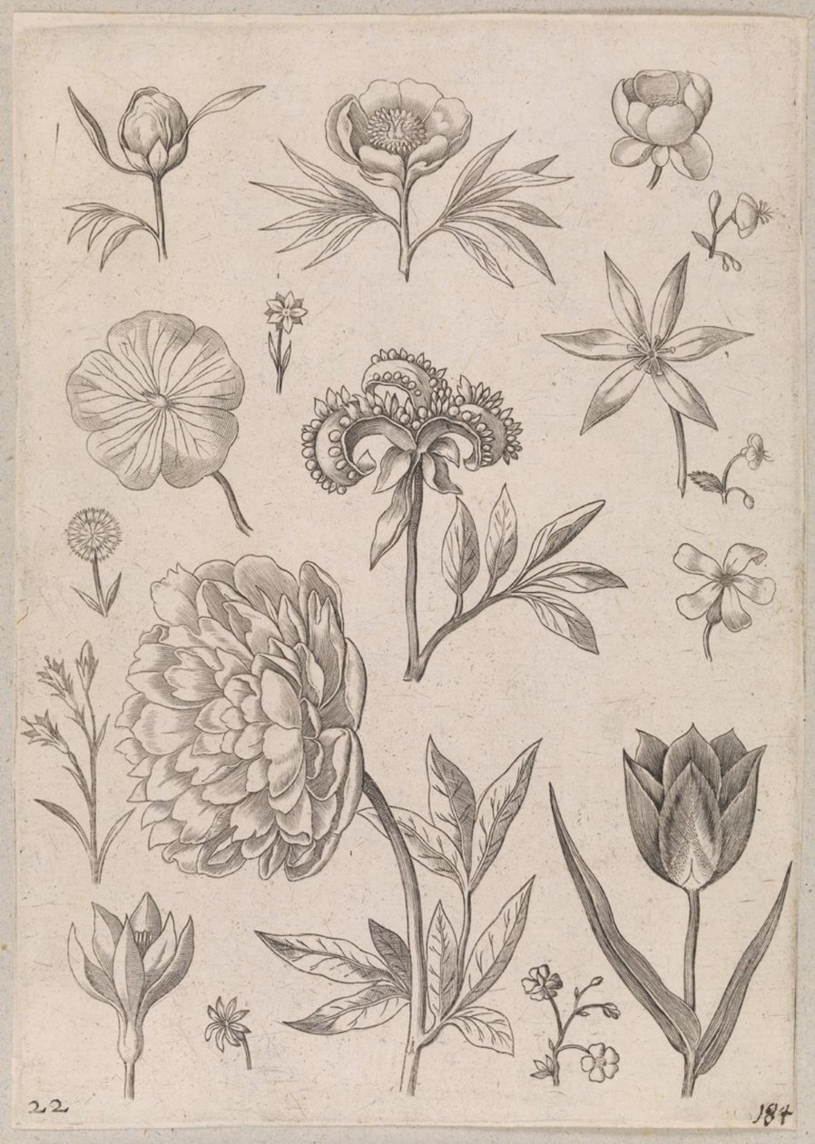 Peonia da Adriaen Collaert