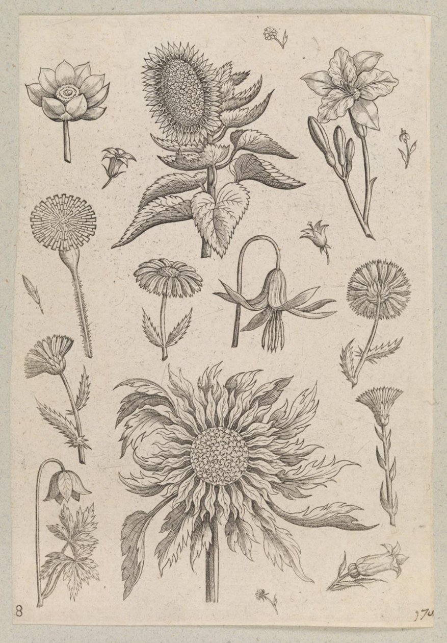 Due Girasoli da Adriaen Collaert