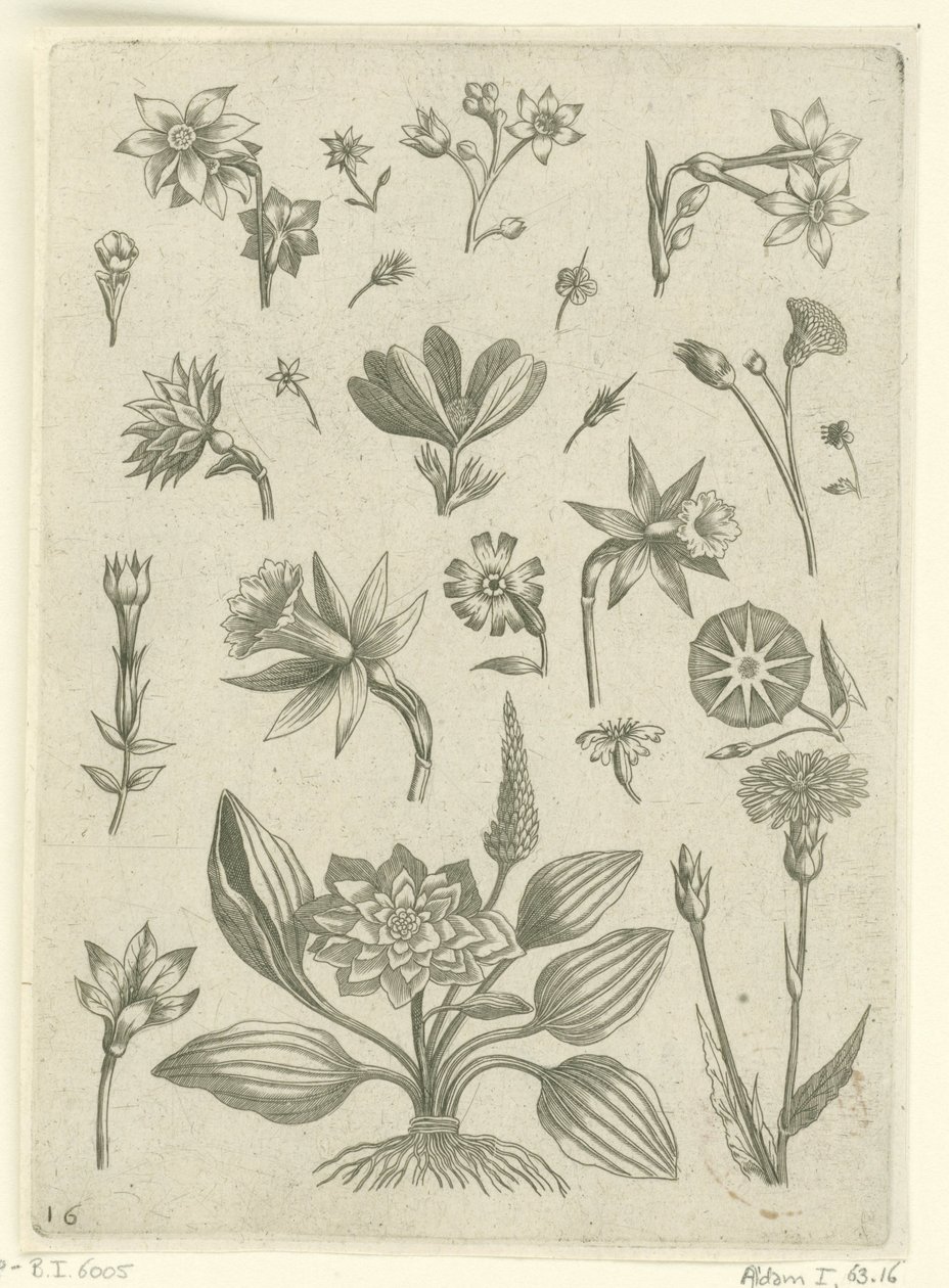 Diversi fiori, tra cui narcisi trombetta (Florilegium) da Adriaen Collaert