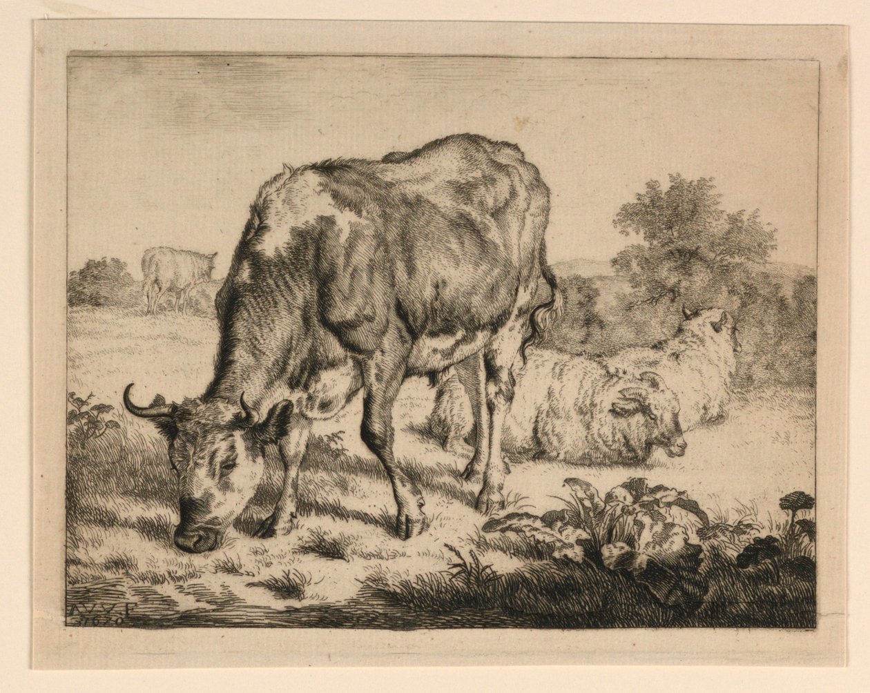 Bue e tre pecore da Adrian van de Velde