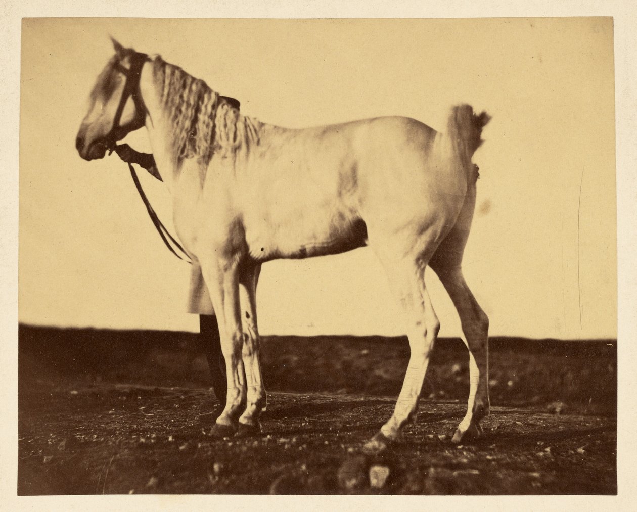 [Cavallo] da Adrien Alban Tournachon