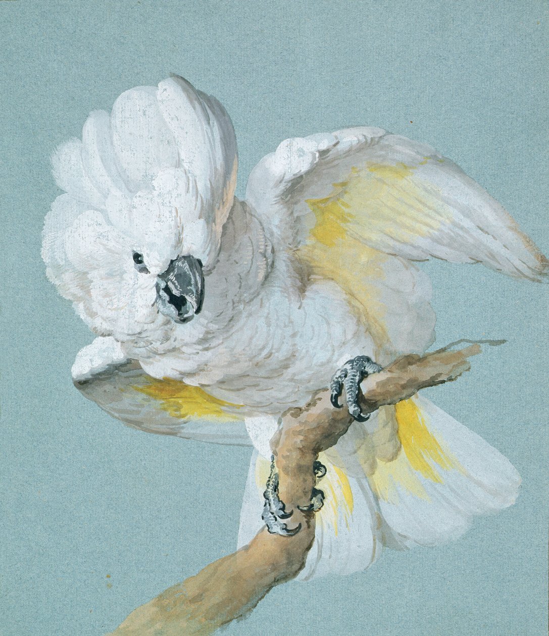 Un Grande Cacatua Bianco Crestato da Aert Schouman