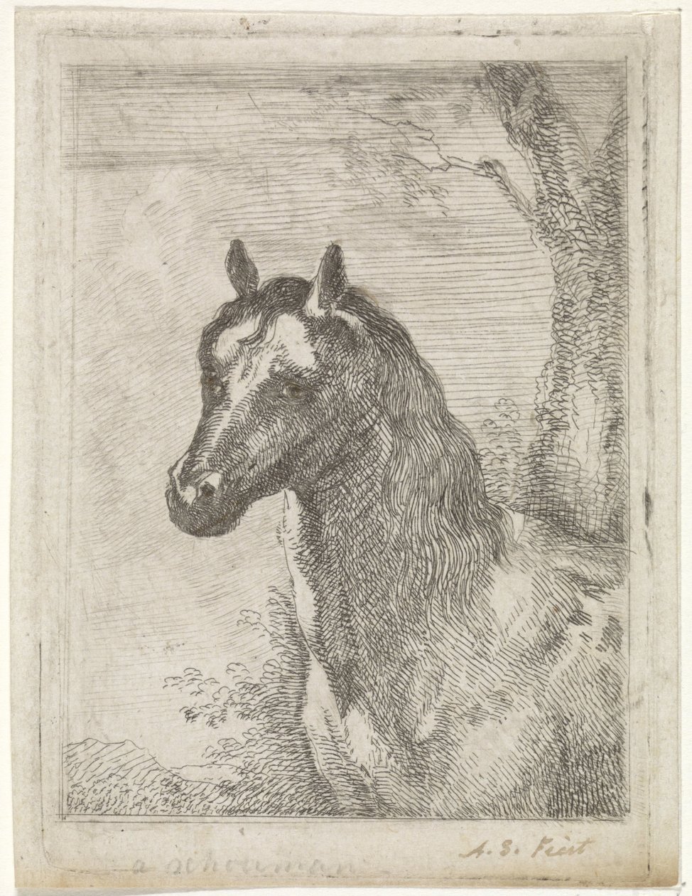 Testa di cavallo da Aert Schouman (signed by artist)