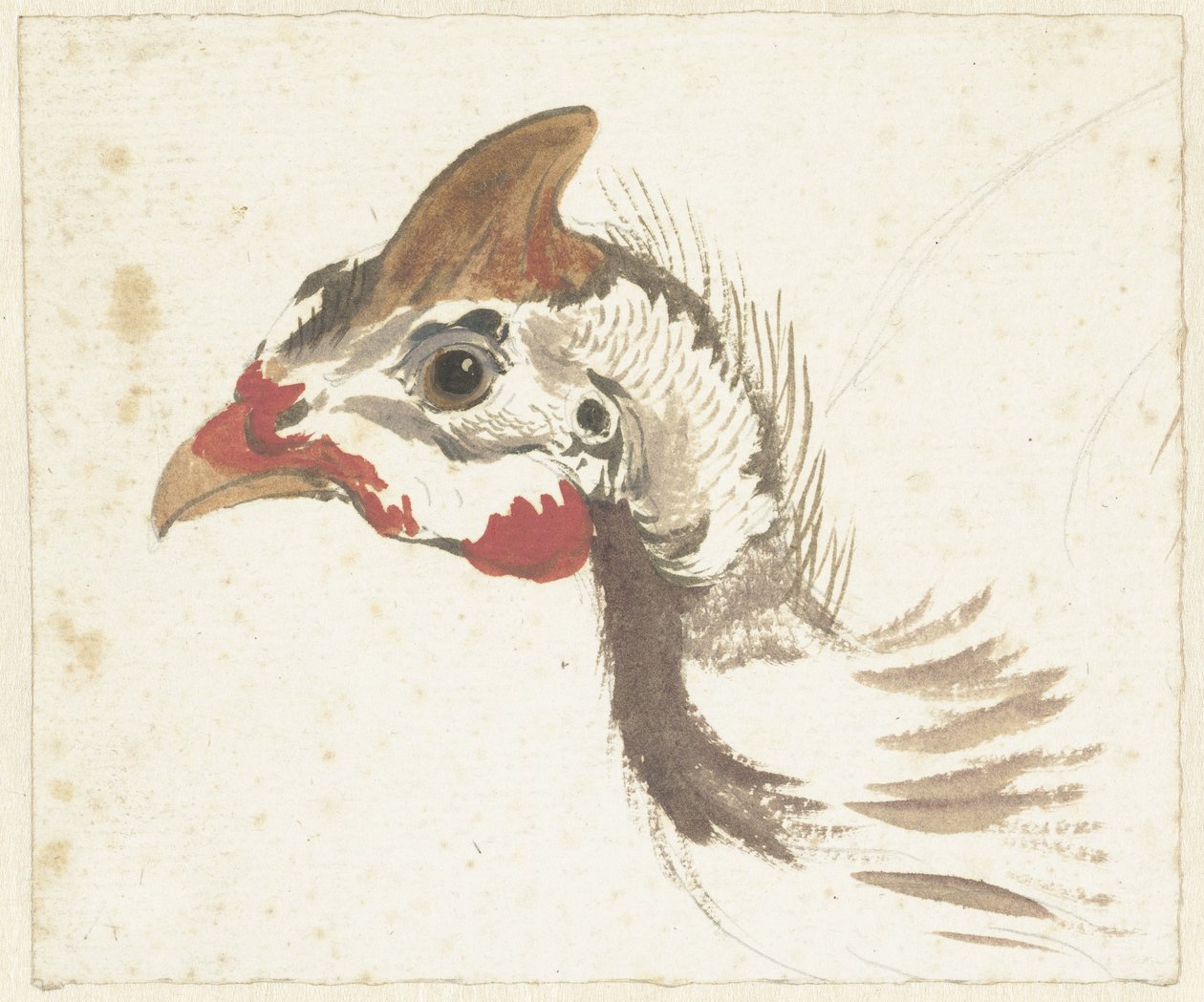 Testa di una faraona elmetto da Aert Schouman