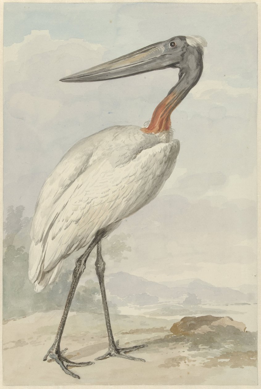 Jabiru (Jabiru mycteria) da Aert Schouman