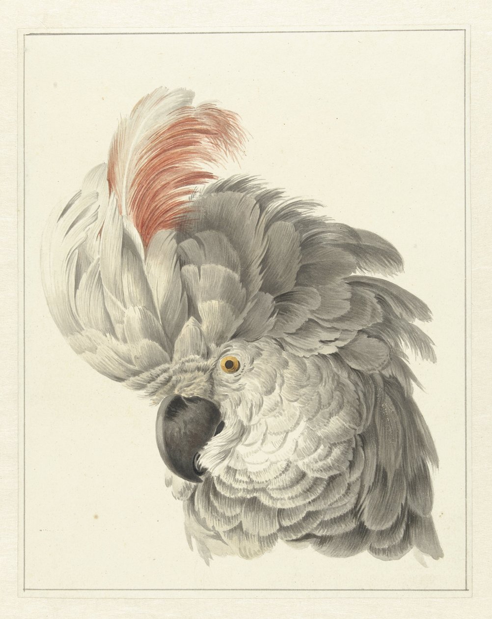 Testa di un cacatua da Aert Schouman