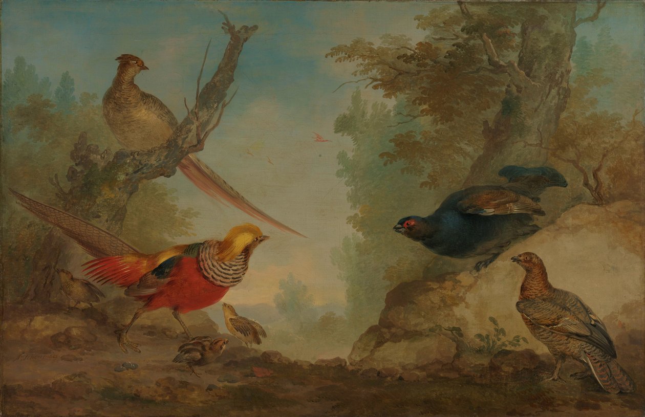 Fagiani da Aert Schouman