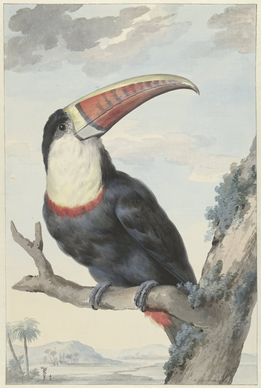 Tucano dal becco rosso da Aert Schouman