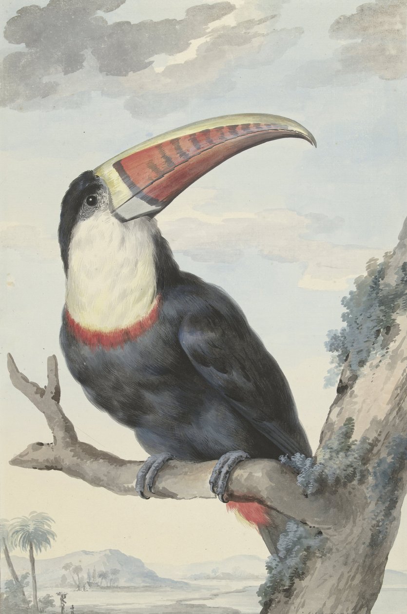 Tucano dal becco rosso da Aert Schouman
