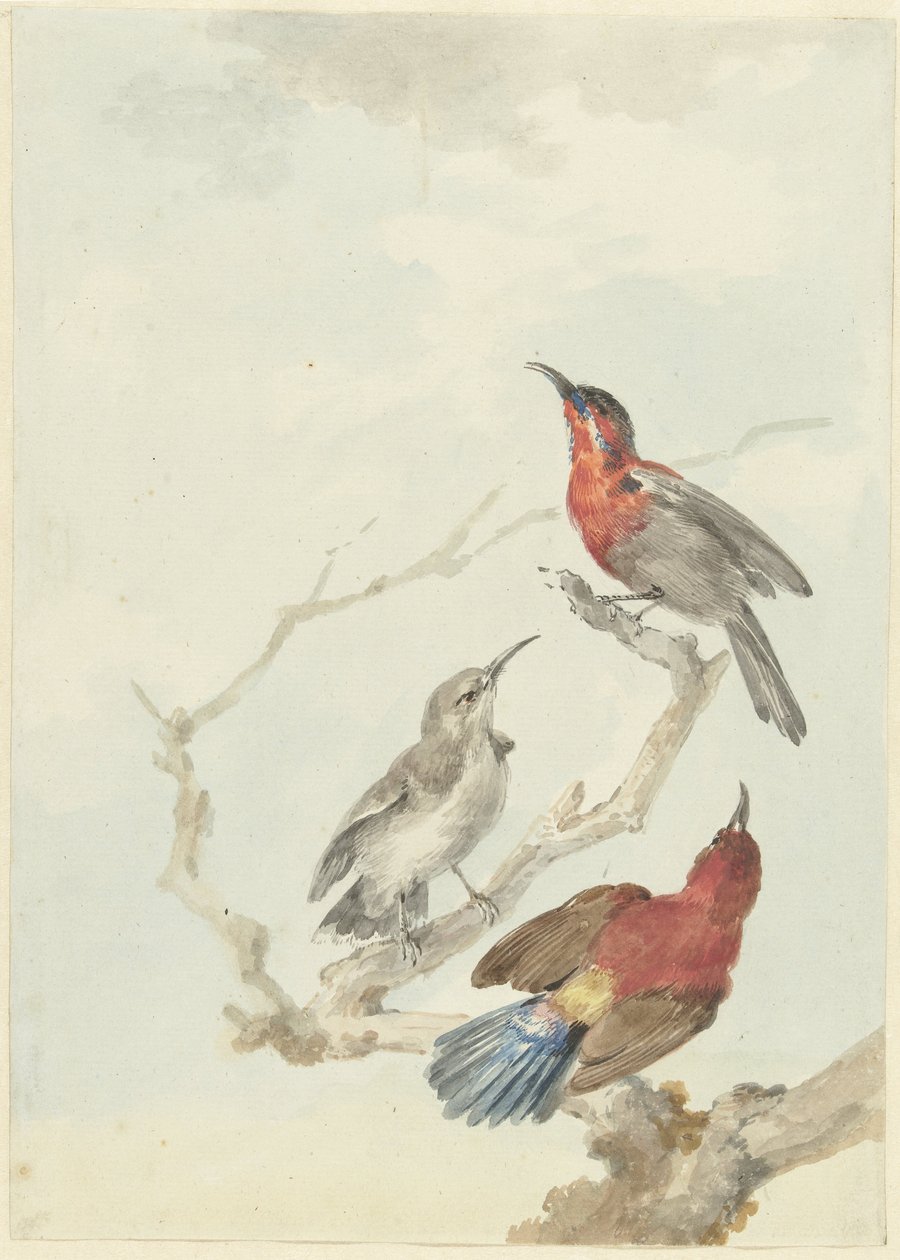 Tre uccelli solari cremisi da Aert Schouman