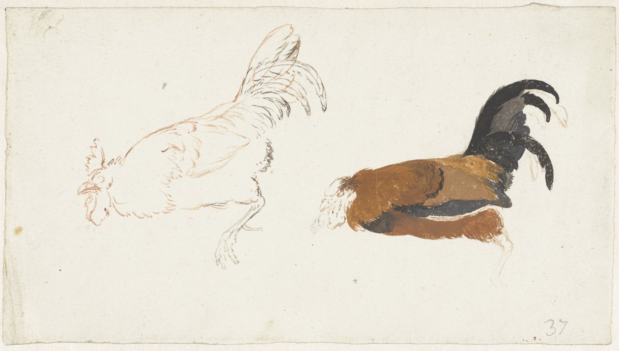 Due studi di un gallo morto da Aert Schouman