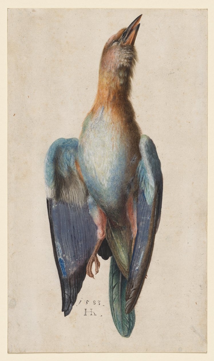 Rullo blu morto da After Albrecht Dürer