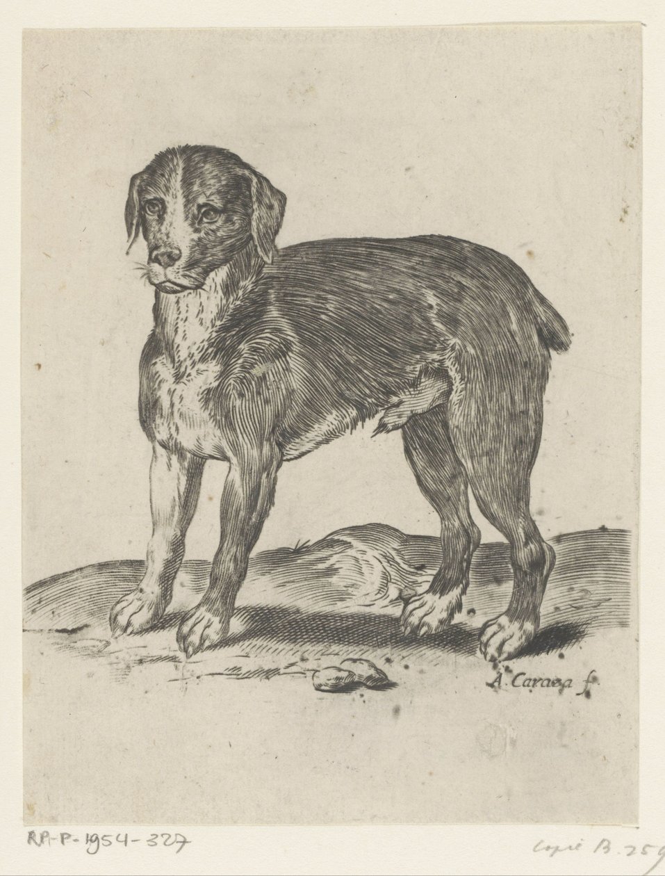 Cane in piedi da Agostino Carracci