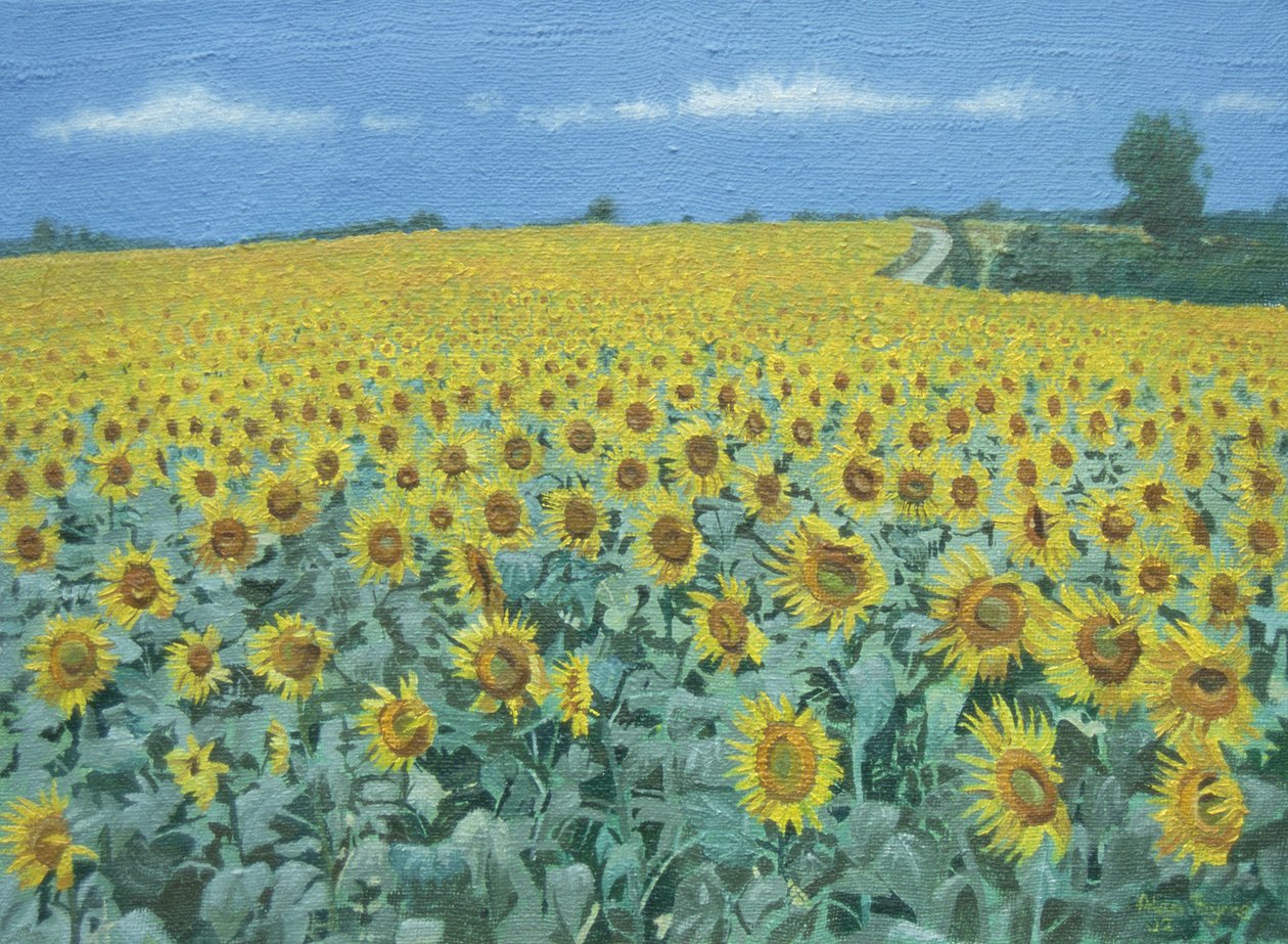 Campo di girasoli da Alan Byrne