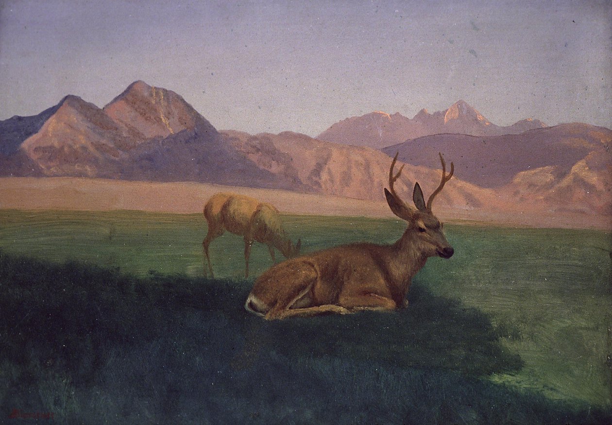 Cervo da Albert Bierstadt
