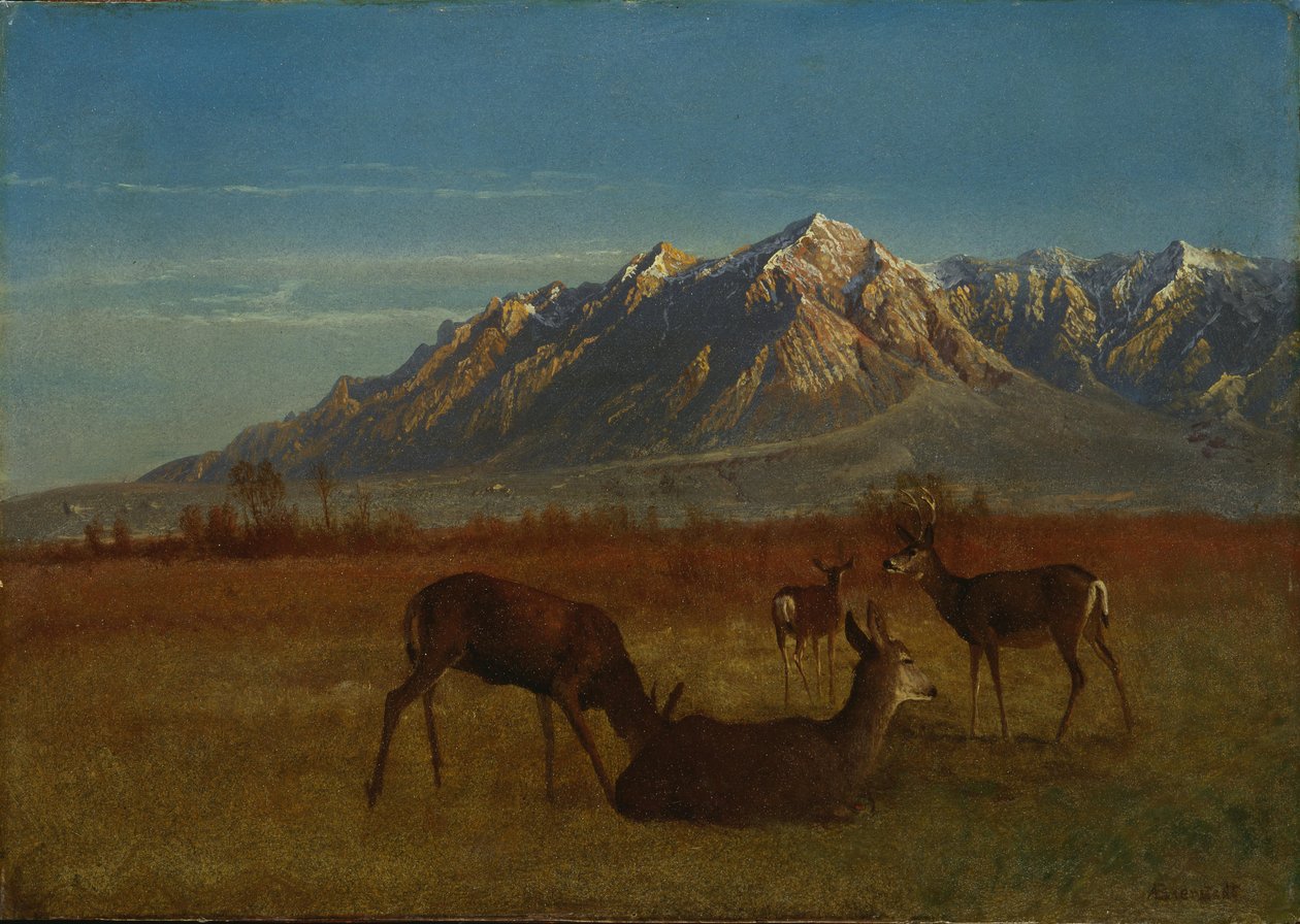 Cervo nella casa di montagna da Albert Bierstadt