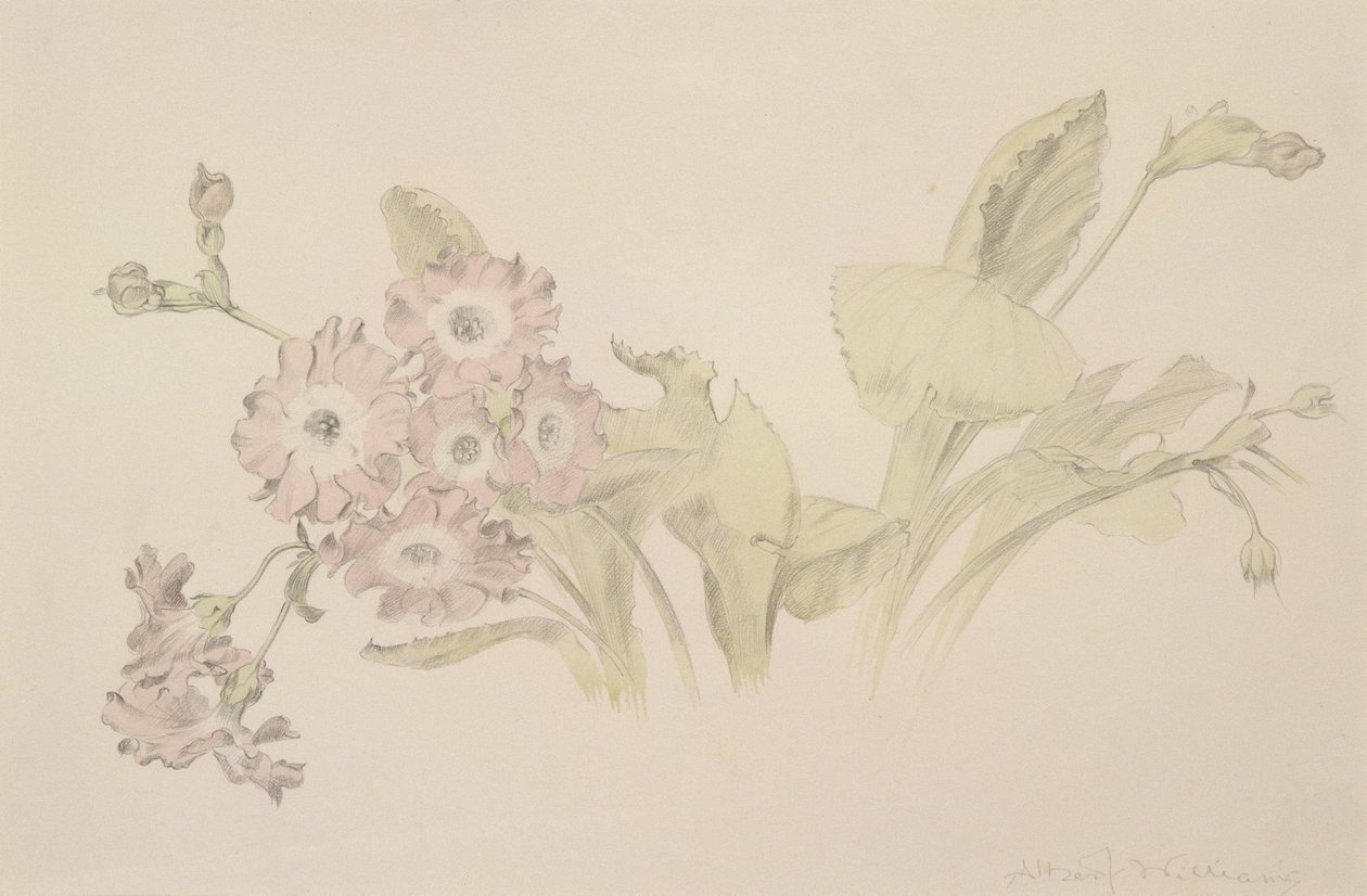 Auricola da Albert Williams