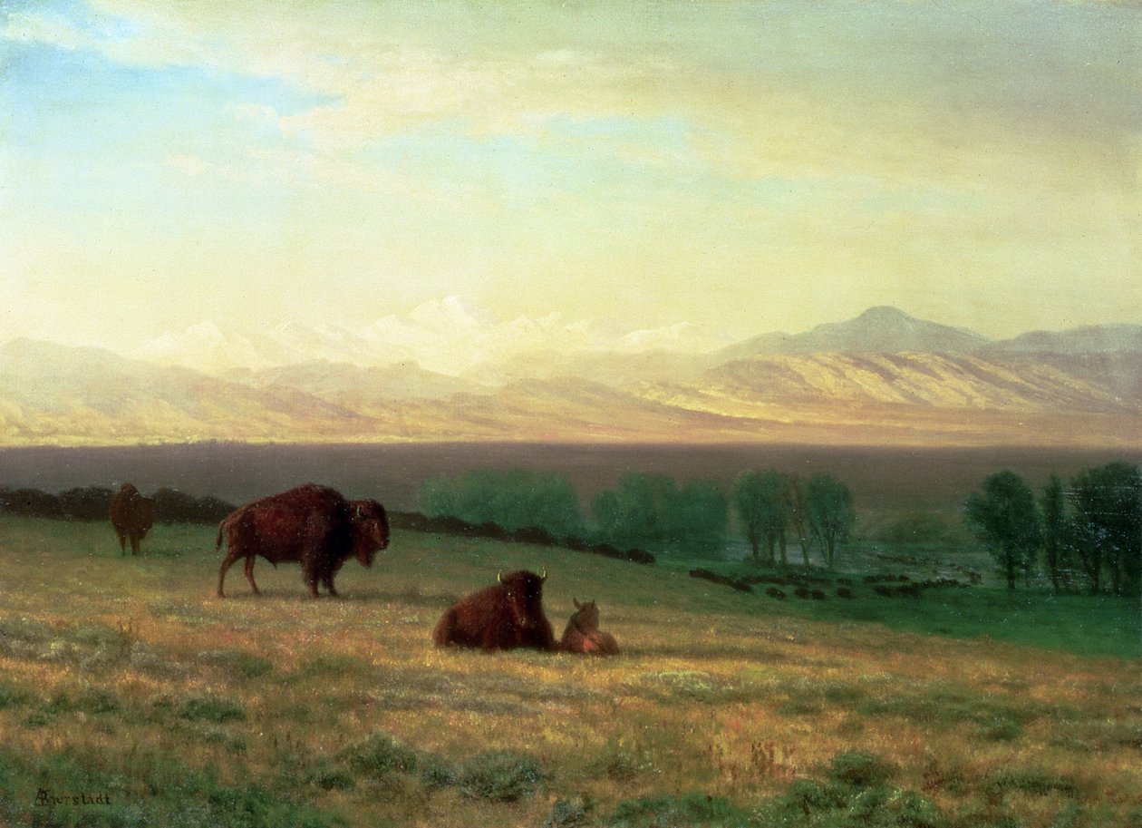 Bufali nelle pianure, c.1890 da Albert Bierstadt