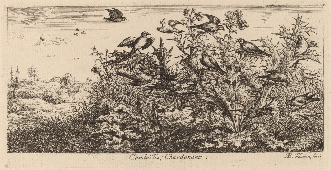 Carduelis, il cardellino da Albert Flamen