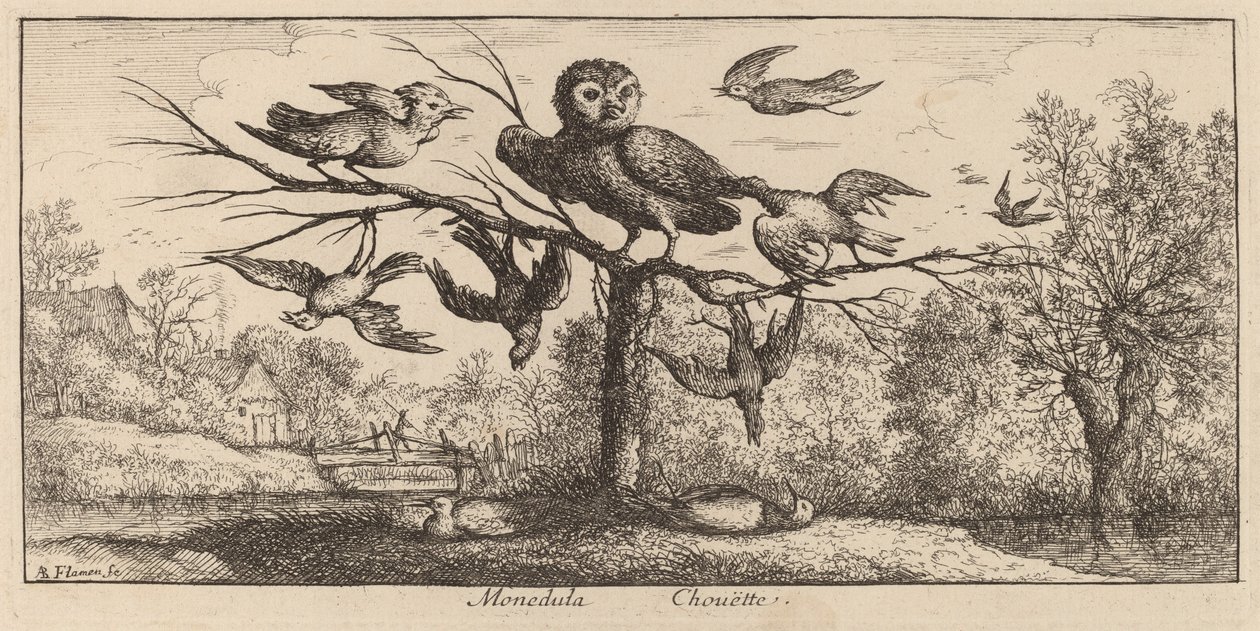 Monedula, il gufo da Albert Flamen