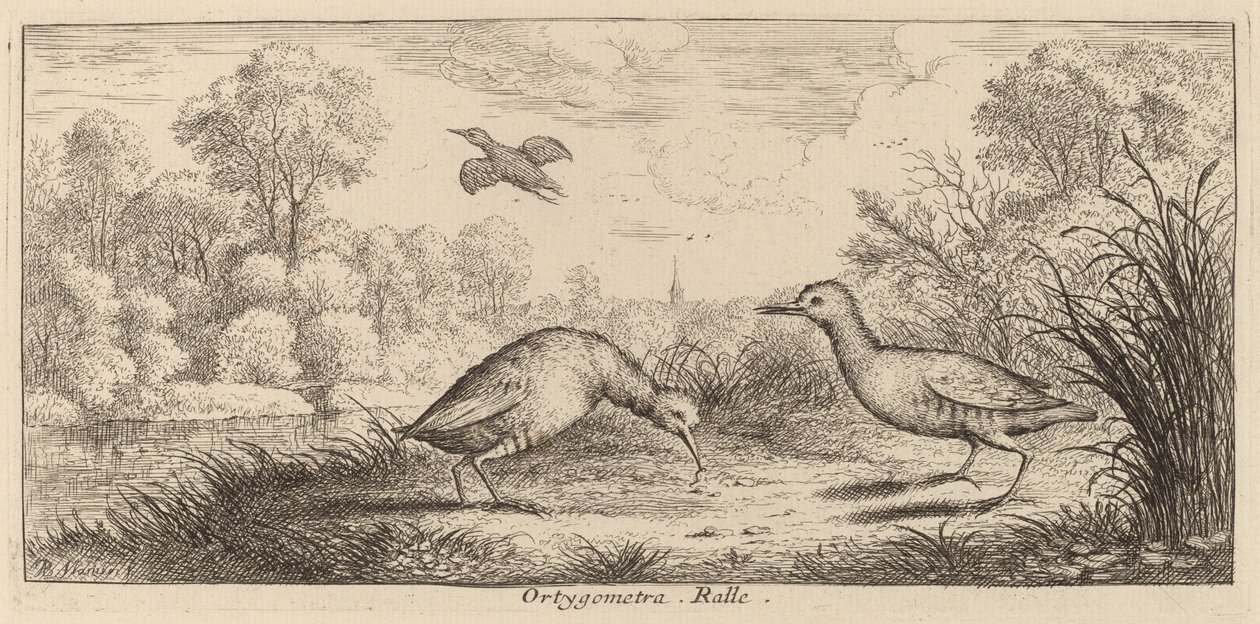 Ortygometra, il Rallo da Albert Flamen