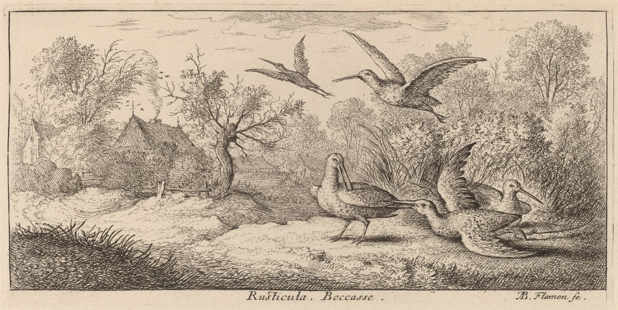 Rusticula, il beccaccino da Albert Flamen
