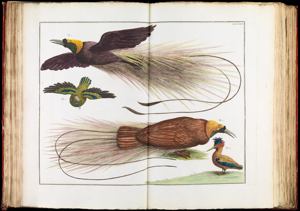 Uccelli del Paradiso, Paradisaeidae da Albertus Seba