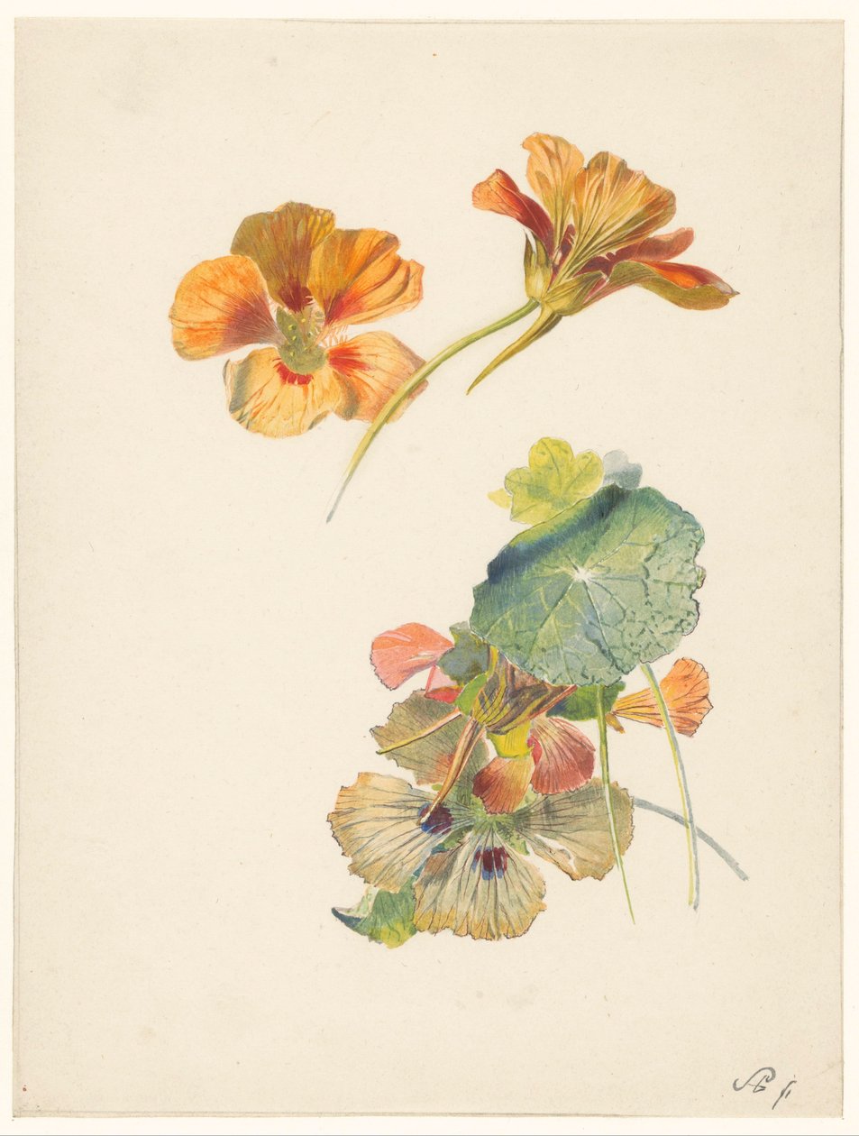 Foglio di studio con nasturzio da Albertus Steenbergen