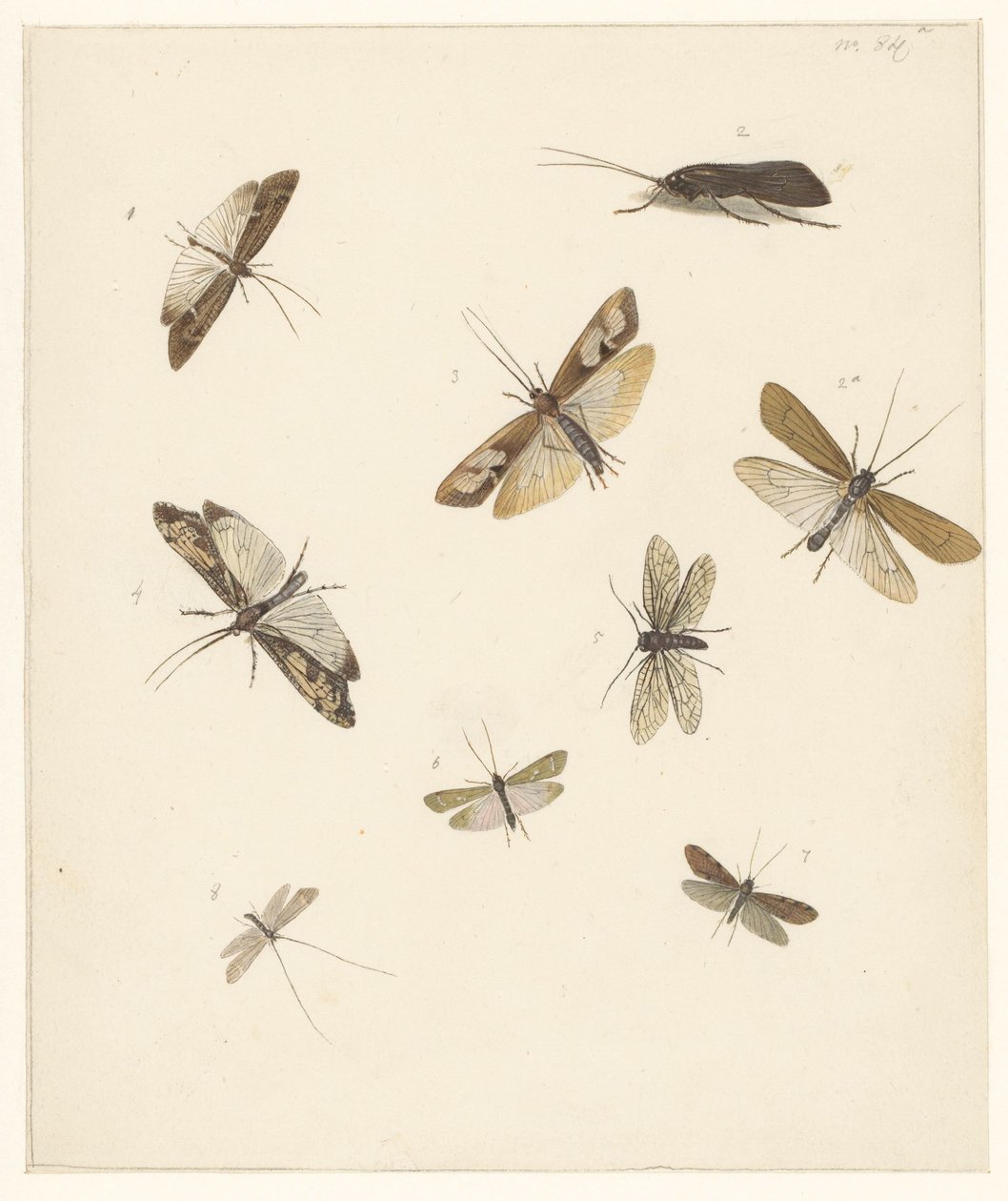 Foglio di studio con otto falene da Albertus Steenbergen