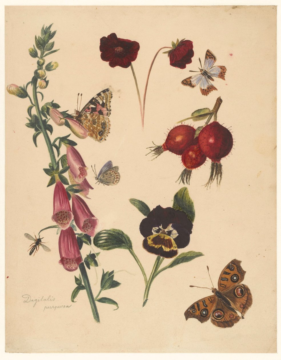 Foglio di studio con fiori e farfalle da Albertus Steenbergen