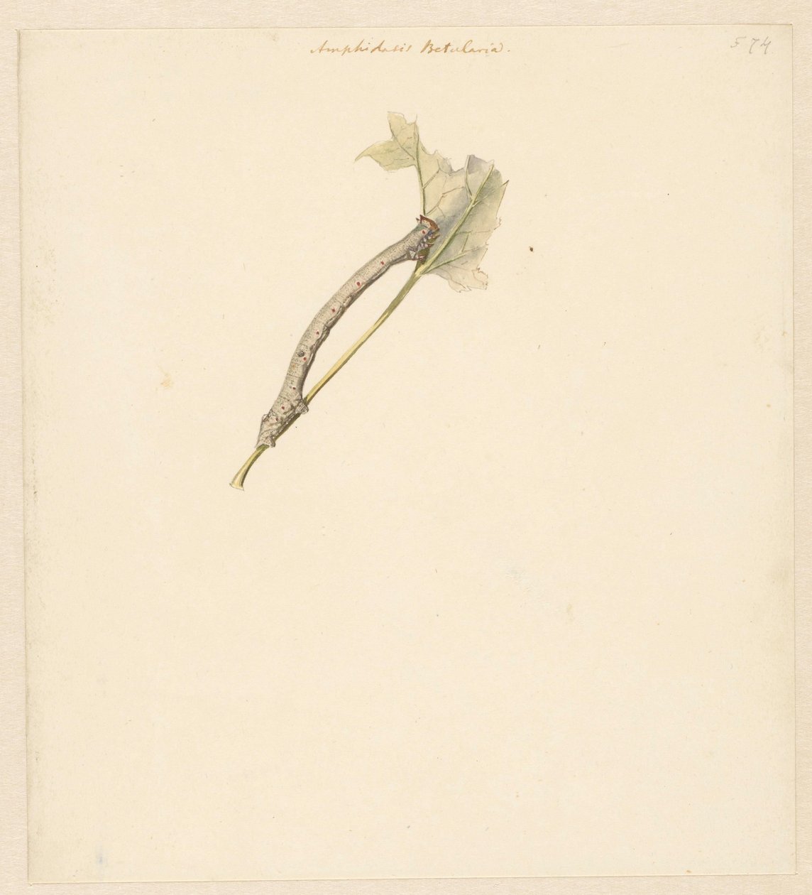 Foglio di studio con bruco, Amphidasis Betularia da Albertus Steenbergen