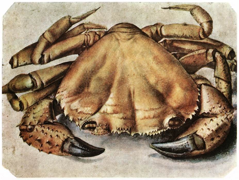 Granchio da Albrecht Dürer