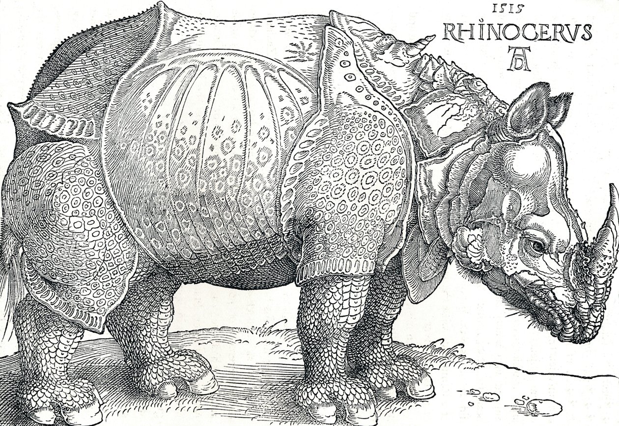 Un rinoceronte da Albrecht Dürer