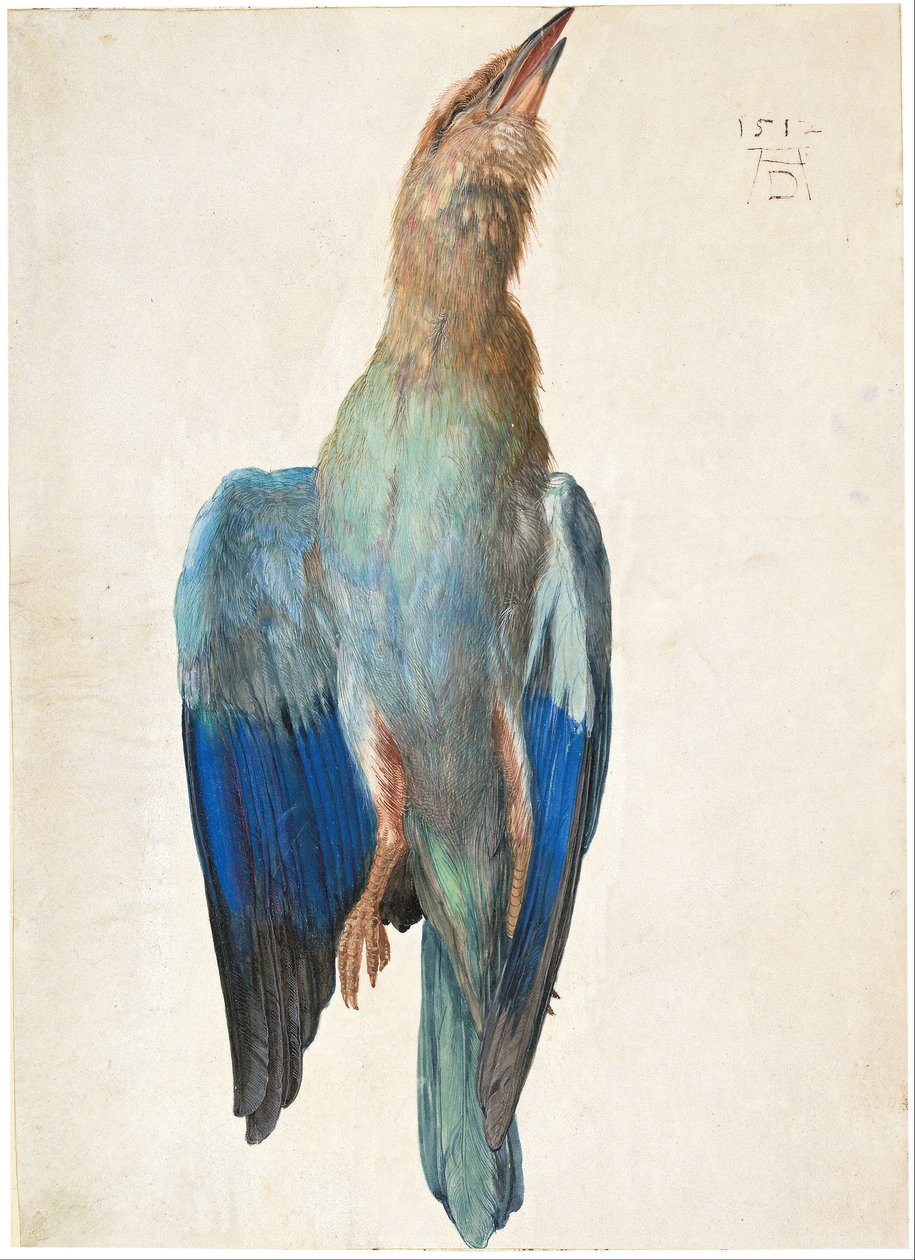 Tedesco austriaco: Tote Blauracke Uccello azzurro morto da Albrecht Dürer